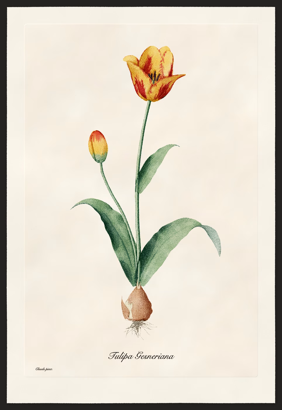 A Flamed Tulip